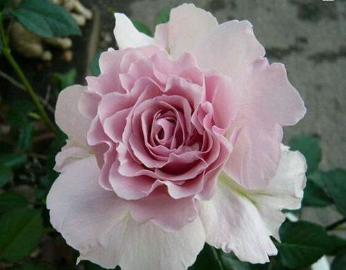 三款花中精品，小巧可愛、四季開花的水果盆栽